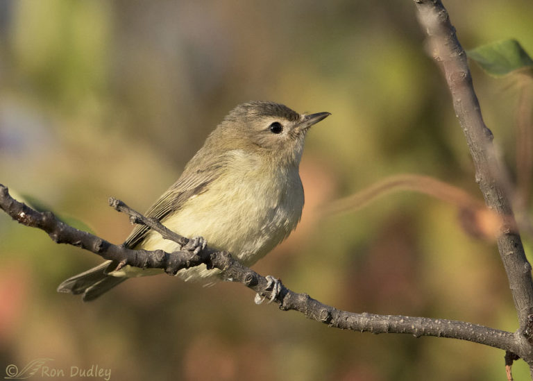 Warbling Vireo And Food Porn For Birds – Feathered Photography