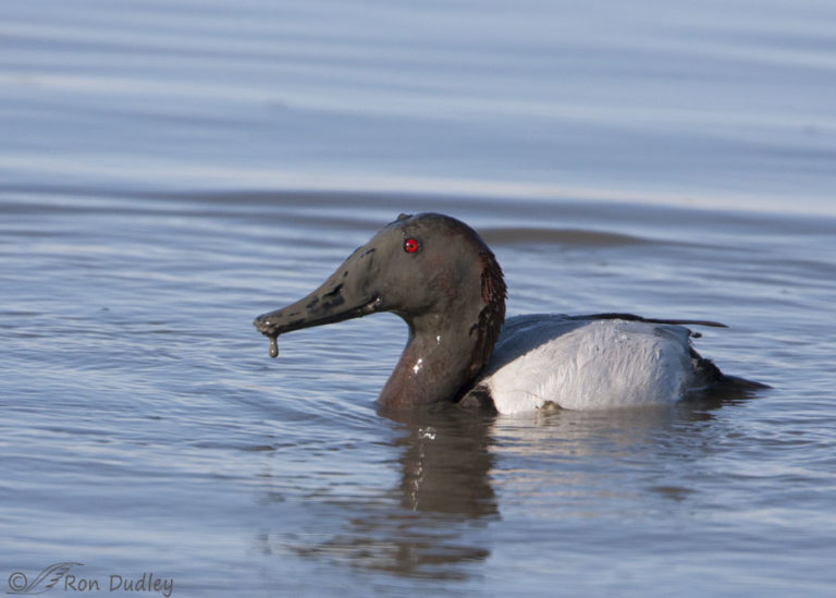 Canvasback- A Feeding Behavior With Hilarious Results – Feathered ...