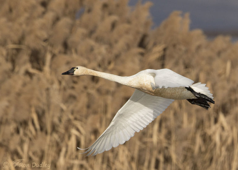 Spotlit Tundra Swan In Flight (2 photos + a ‘bonus’ image) – Feathered ...