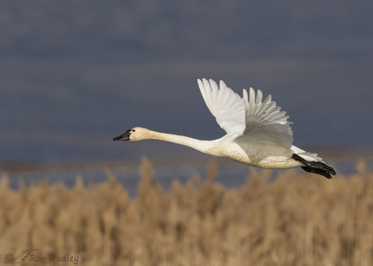 Spotlit Tundra Swan In Flight (2 photos + a ‘bonus’ image) – Feathered ...