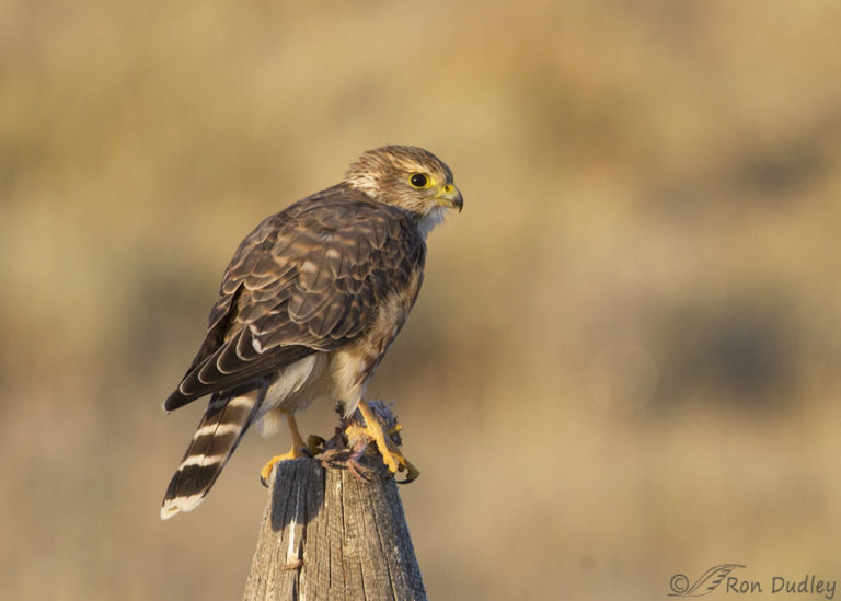 Merlin With Prey – Feathered Photography