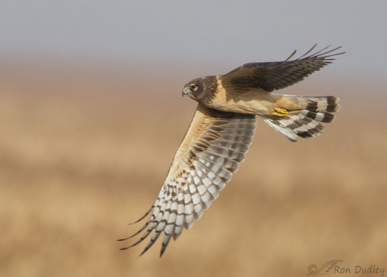 underwing coverts – Feathered Photography