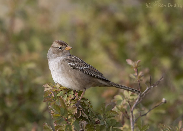 Juvenile White-crowned Sparrow In An Appealing Setting – Feathered ...