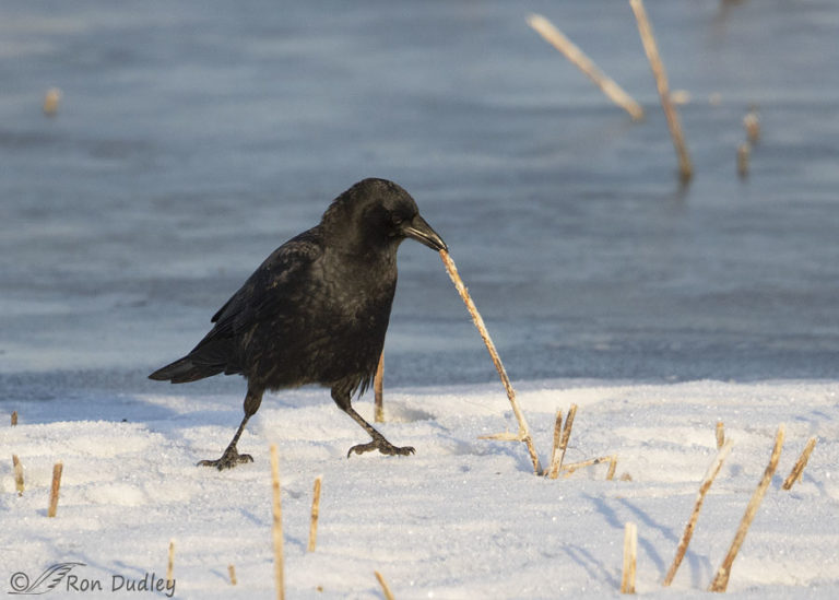 American Crows – Feathered Photography