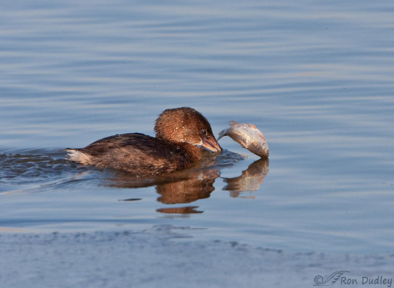 Feeding Behaviors Of Pied-billed Grebes – Feathered Photography