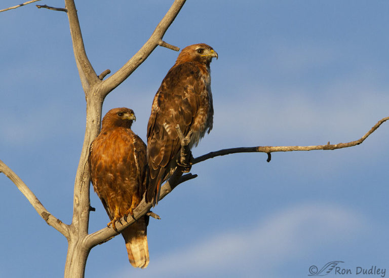 A Devoted Pair of Red-tailed Hawks – Feathered Photography