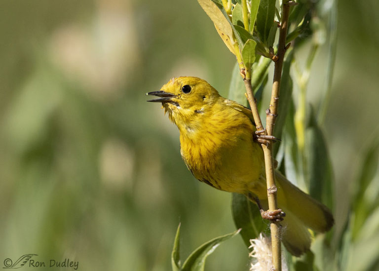 Singing Yellow Warbler – Feathered Photography