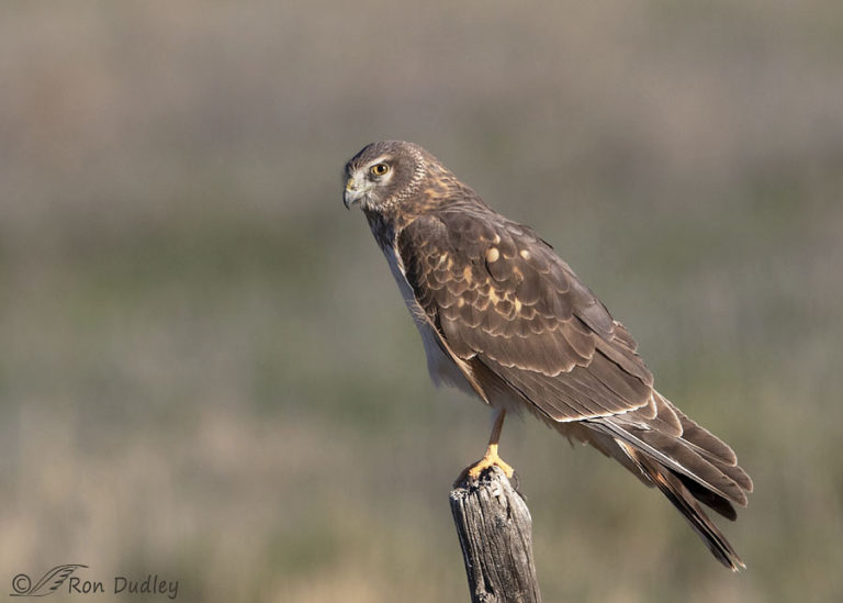 Why Was The Marsh Hawk’s Name Changed To Northern Harrier? – Feathered ...