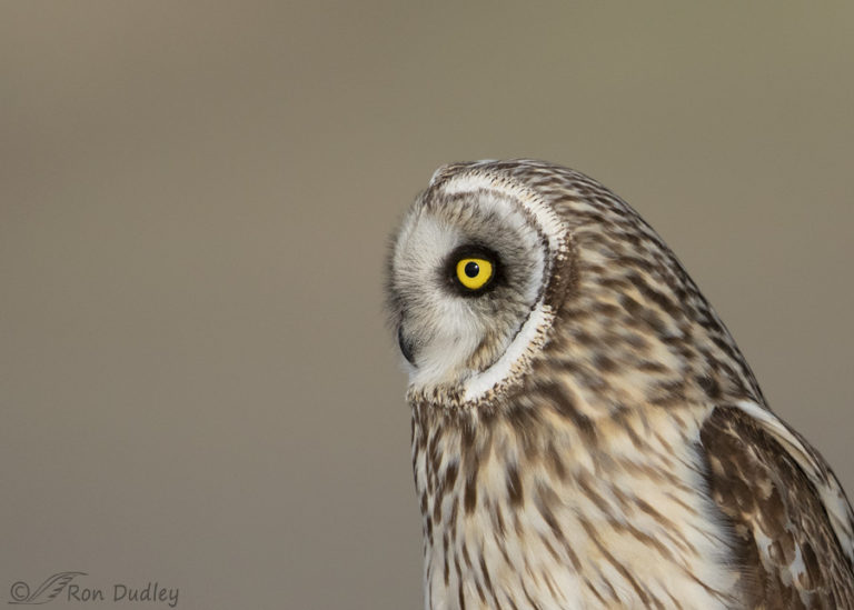 Portraits Of A Short-eared Owl – Feathered Photography