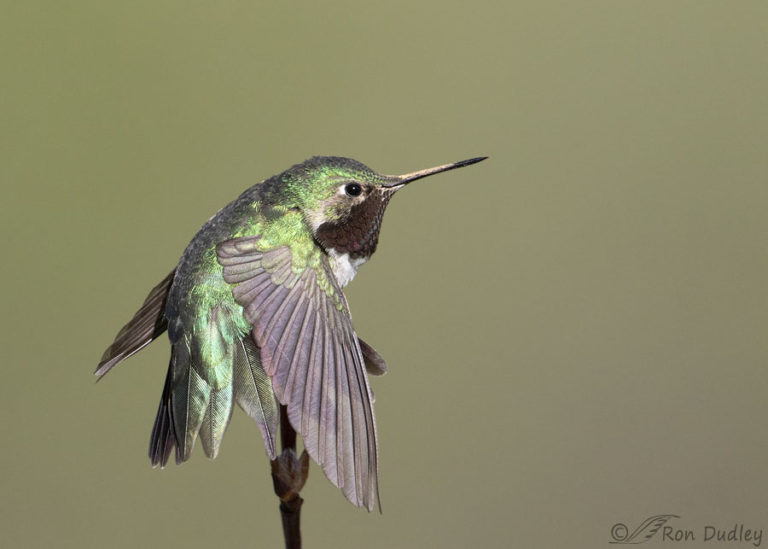 Stretching Broad-tailed Hummingbird – Feathered Photography