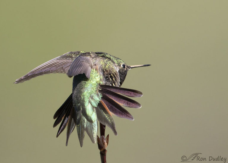 Stretching Broad-tailed Hummingbird – Feathered Photography