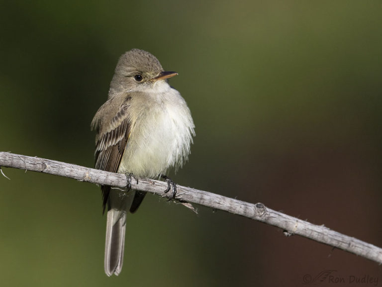 Willow Flycatcher In Contrasting Poses – Feathered Photography