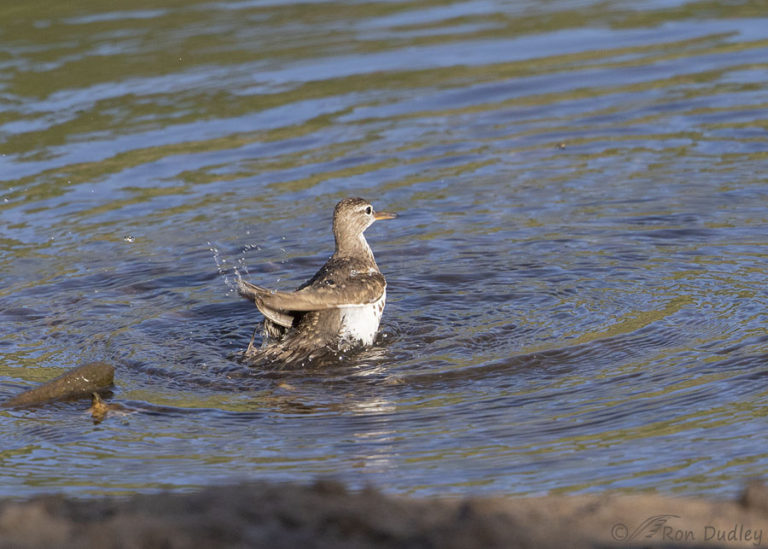 Spotted Sandpiper Chicks And Behaviors – Feathered Photography