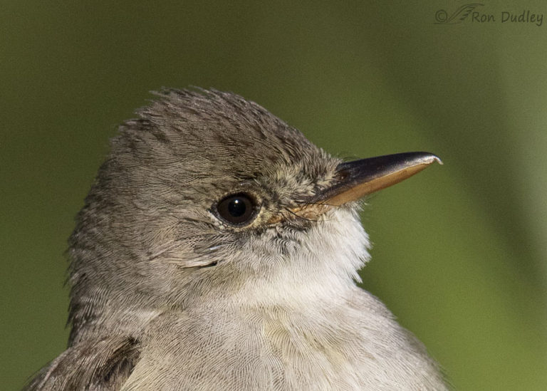 Some Adaptations Of Willow Flycatchers – Feathered Photography