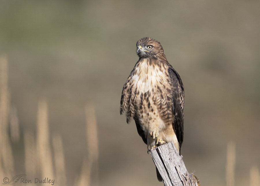 Red-shouldered Hawk Photo Raptor Bird Photography Birds of 