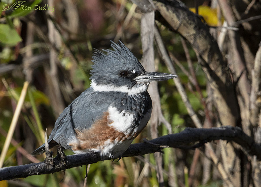 Belted Kingfisher on a Blue Sky Day – HRC Photography