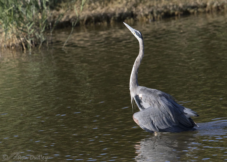 Aggressive Great Blue Herons – “Upright And Spread Wing Display ...