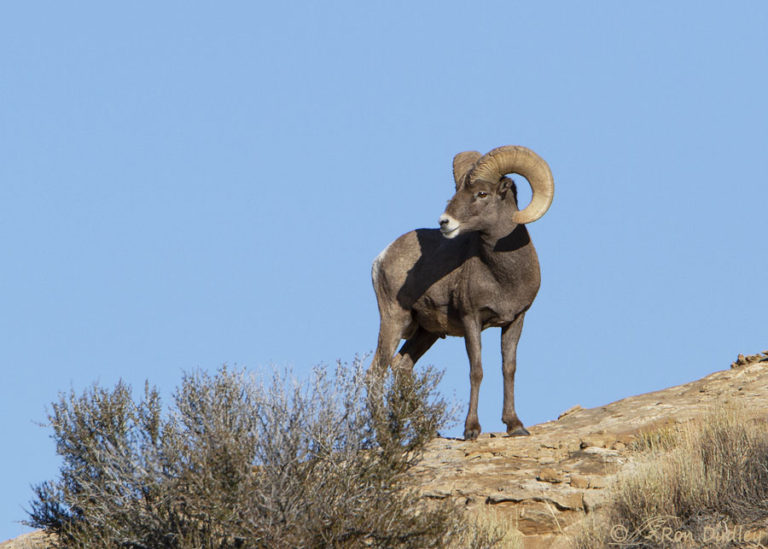 An Impressive Desert Bighorn Ram – Feathered Photography