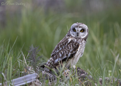 Short-eared Owl In Low Light – Feathered Photography