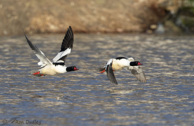 Male Common Mergansers In Flight – Feathered Photography