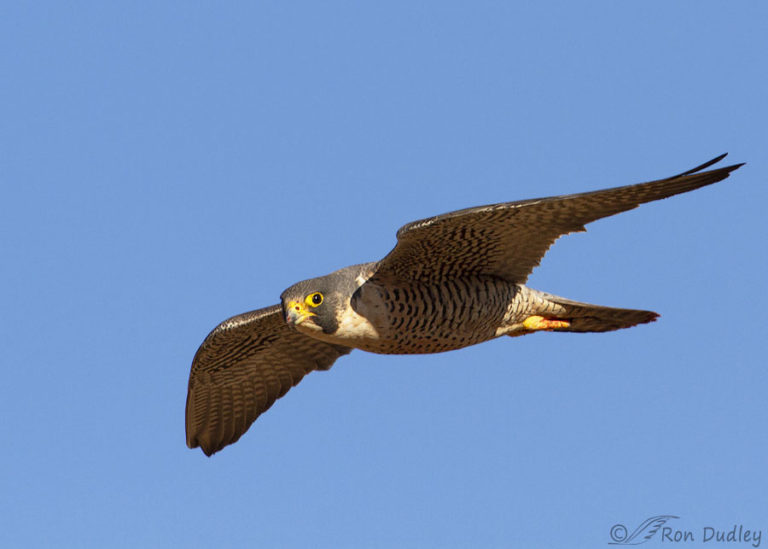 Peregrine Falcon Circling Prey – Feathered Photography