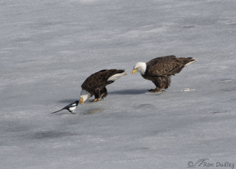 Bald Eagles Sex On The Ice Feathered Photography 6003