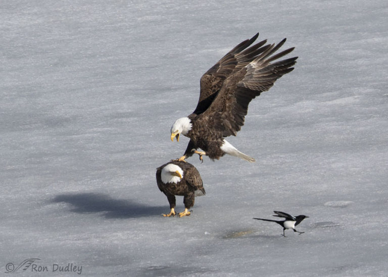 Bald Eagles Sex On The Ice Feathered Photography