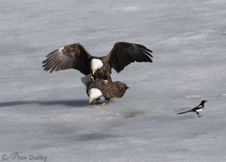 Bald Eagles Sex On The Ice Feathered Photography 9446