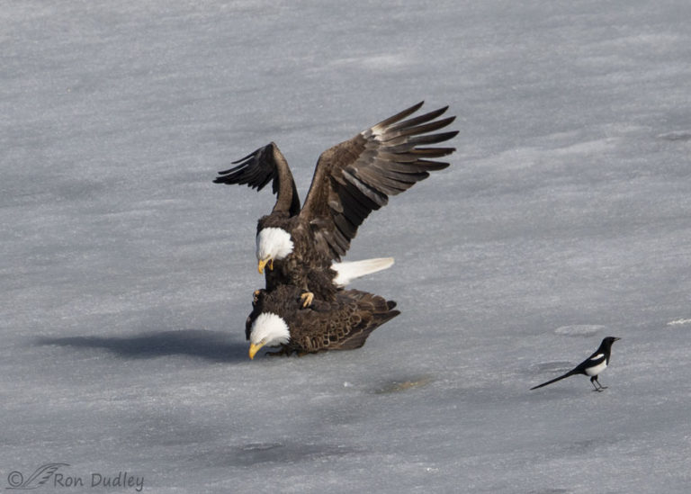 Bald Eagles Sex On The Ice Feathered Photography 