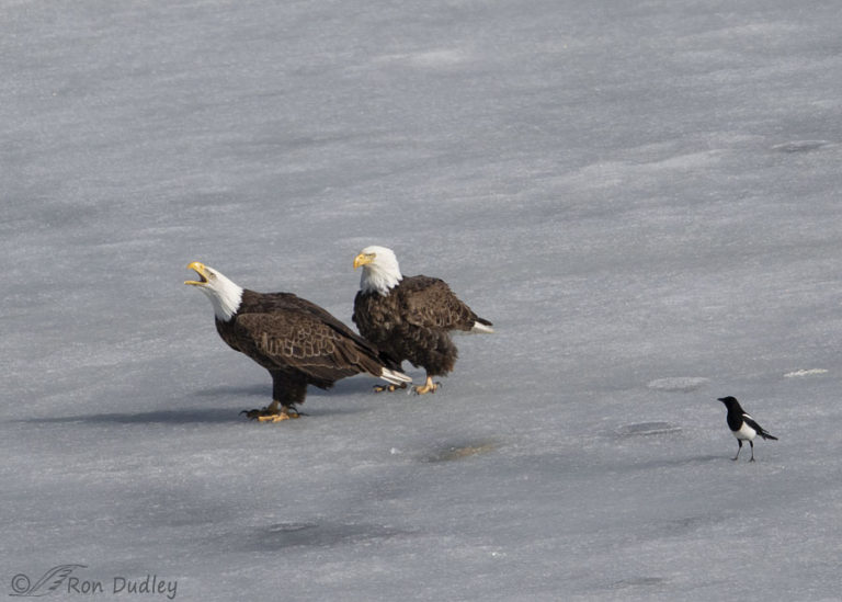 Bald Eagles Sex On The Ice Feathered Photography 8956