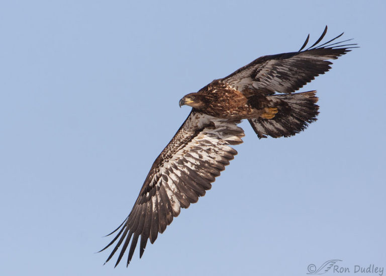 A Question Of Age About A Young Bald Eagle In Flight – Feathered ...