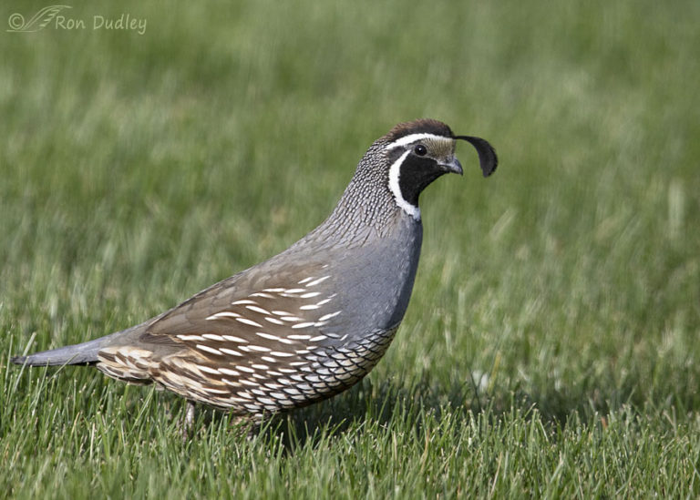 My Mated Pair Of Backyard California Quail – Feathered Photography