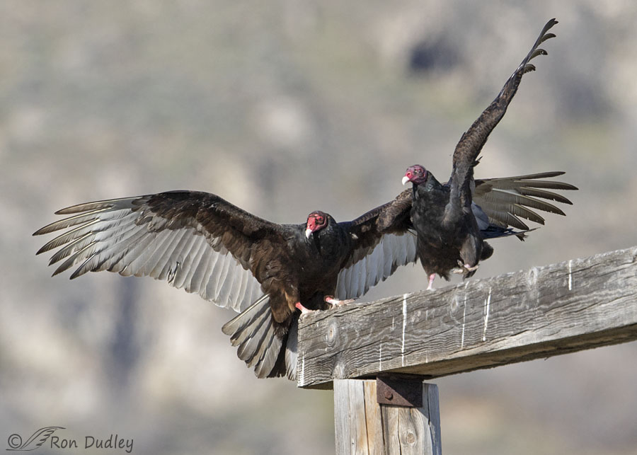 Turkey Vultures – One Landing, One Reacting – Feathered Photography
