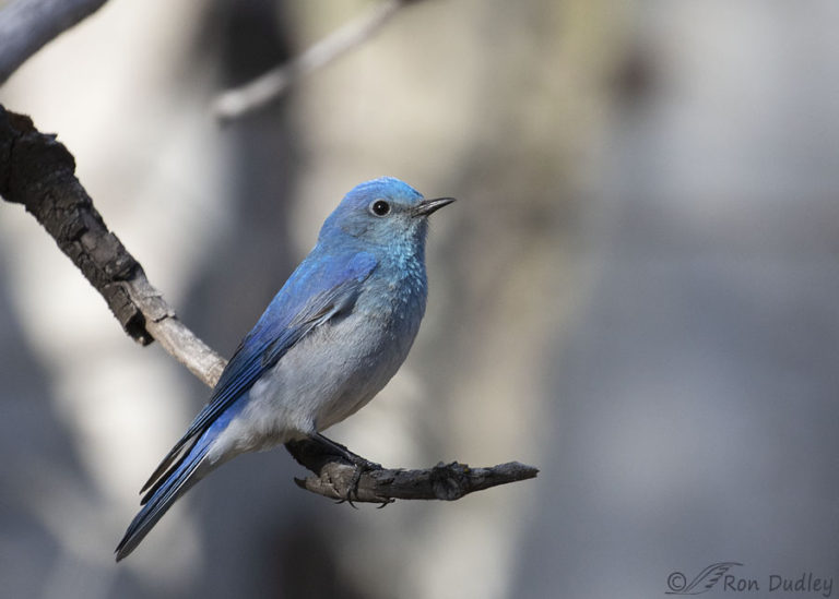 Male Mountain Bluebird And Progress With His Natural Nest Cavity ...