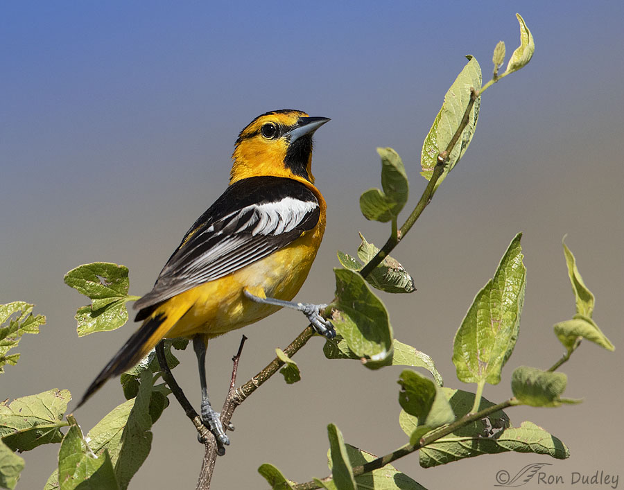 Annoyed Oriole 