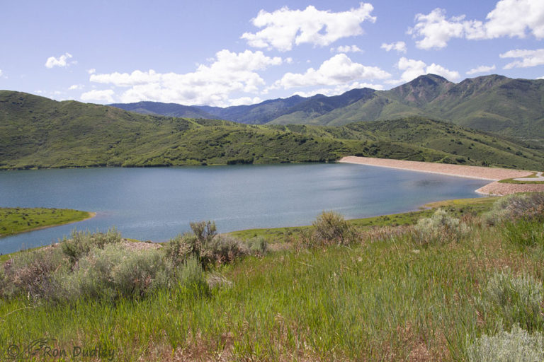 Green-tailed Towhees And Lamenting Habitat Lost to Little Dell ...