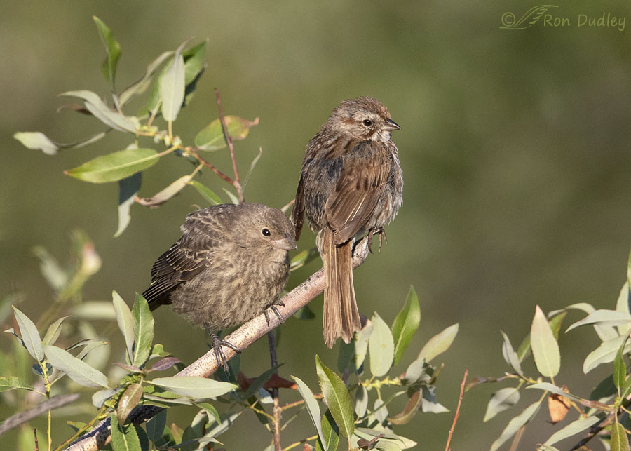 Brood Parasitism Of Song Sparrows By Brown Headed Cowbirds Feathered Photography
