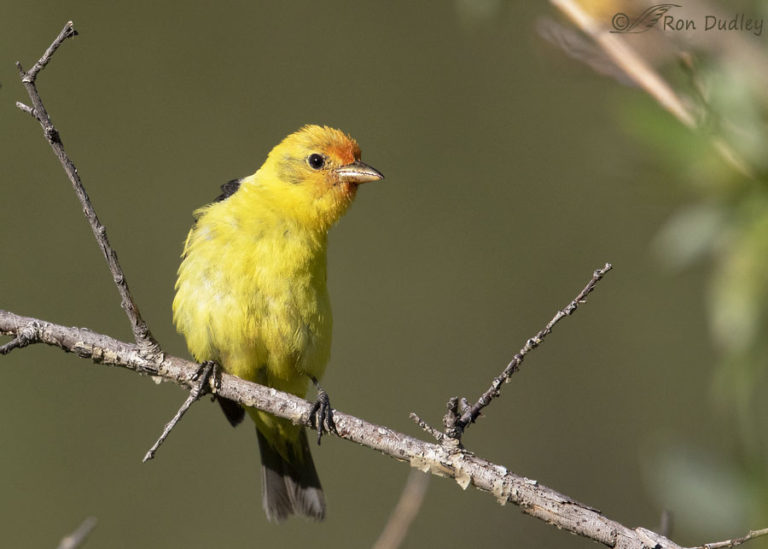 Male Western Tanager Perched And Then Coming Straight At Me Feathered