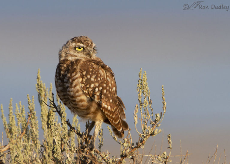 Antelope Island Burrowing Owls Ten Years Ago Today – Feathered Photography