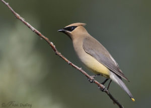 Why Do Some Cedar Waxwings Lack Red Waxy Tips On Their Wings ...