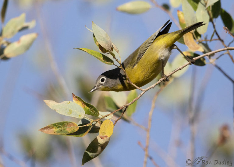 Nashville Warbler Versus MacGillivray’s Warbler – Feathered Photography