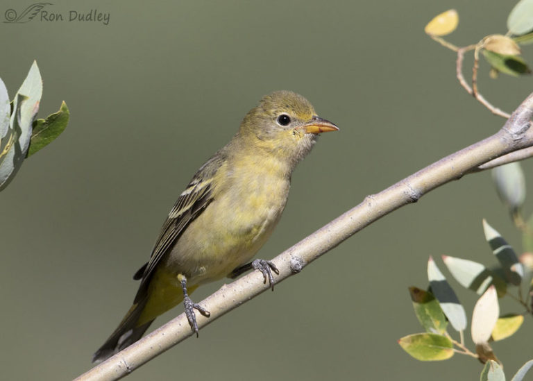 Female Western Tanager Showing Her Apparent Displeasure Feathered