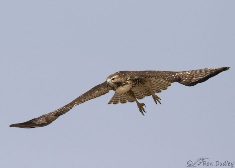 Red-tailed Hawk With A Hugely Bulging Crop – Feathered Photography