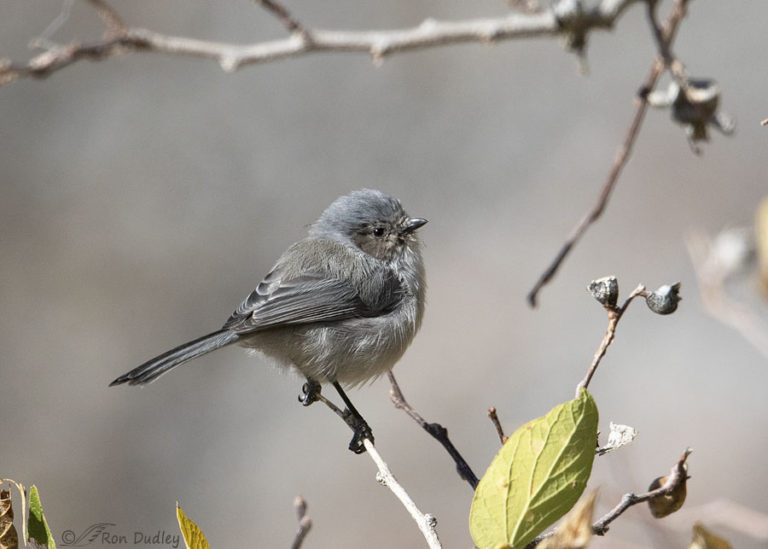 Bushtit – My New Candidate For ‘Toughest Bird To Photograph ...