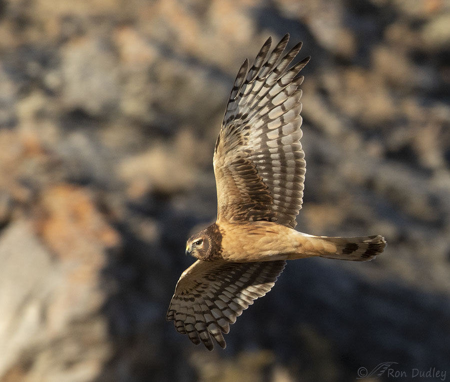 Northern Harrier In Flight Against A Desert Mountainside Background ...