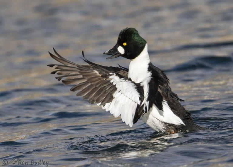 Drake Common Goldeneye Feeling Frisky – Feathered Photography