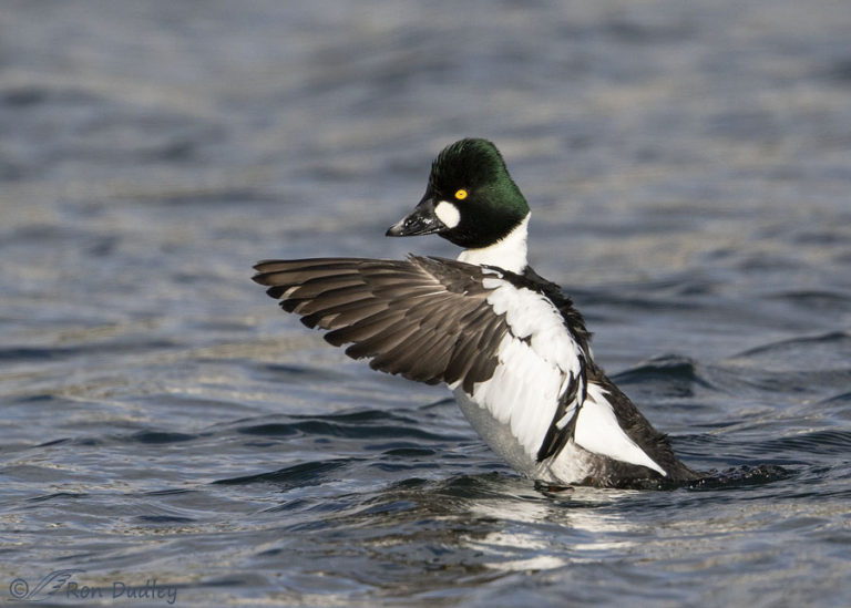 Drake Common Goldeneye Feeling Frisky – Feathered Photography