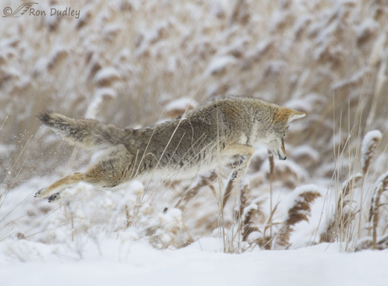 Coyote Pouncing On Prey In The Snow A Series Feathered Photography