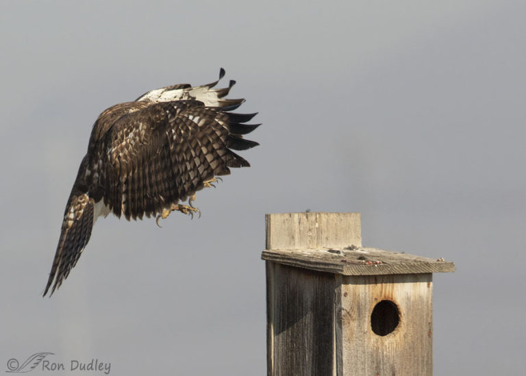 Injured Red-tailed Hawk Coming In For A Landing – Feathered Photography