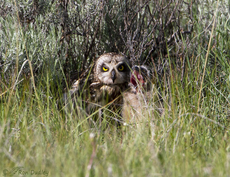 Female Short-eared Owl And Chick Near Their Nest – Feathered Photography